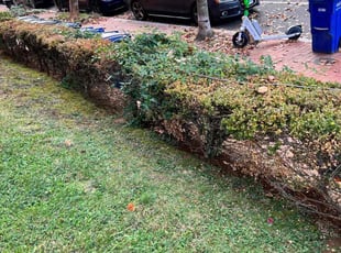 Bush Trimming by Caree Keith for Tony S. in Washington, DC