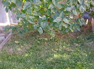 Weeding by Catalina Herman for Ien L. in Midvale, UT
