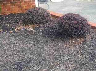 samara b.'s Bush Trimming service result