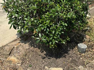 Weeding by Roberto Pena for Kirk P. in Spring, TX