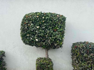 Bush Trimming by Fernando Gomez Rodriguez for Stephanie R. in Los Angeles, CA
