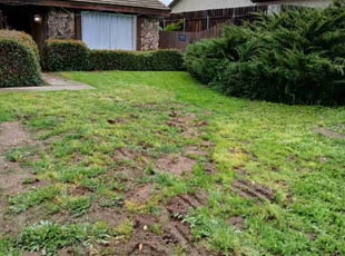 Bush Trimming by Dustyn Roberts for Sean C. in Escondido, CA