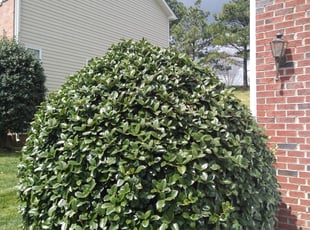Bush Trimming by Carlos Carrera for Jim M. in Charlotte, NC