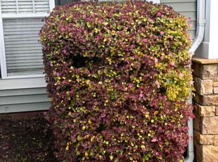 Bush Trimming by Ron Goldshmid for Yaideli c. in Indian Trail, NC