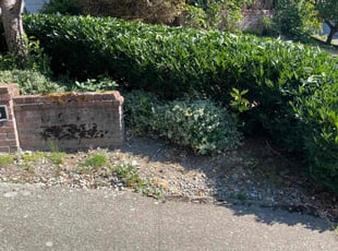 Bush Trimming by Jae Ayres for Christine W. in Sammamish, WA