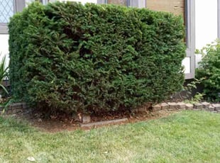 Bush Trimming by Nicole Gorman for Allison S. in Shawnee, KS