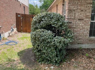 Bush Trimming by Trae Tindall for Shade Y. in Round Rock, TX