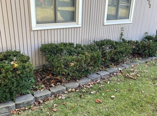 Bush Trimming by Mikayla Melia for Alexander . in Kansas City, MO