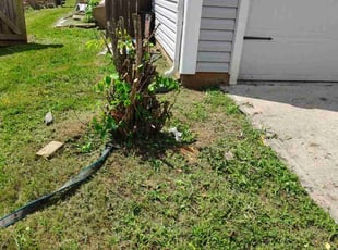 Eugenia C.'s Bush Trimming service result