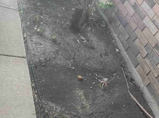 Leaf Removal by Jorge CrisΓ³stomo for Alexandria C. in Plano, TX