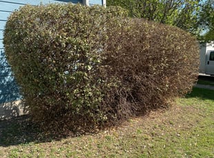 Bush Trimming by Joshua Benouis for ANDREA F. in Pflugerville, TX