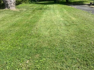 Cheryl C.'s Lawn Care service result