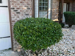 Bush Trimming by Phillip StPreuve for Anish K. in Dacula, GA