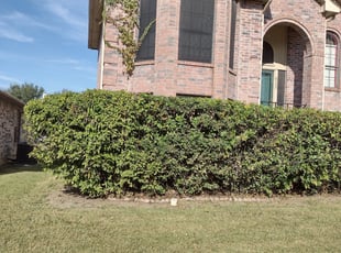Bush Trimming by Elizabeth Cruz for Sharee j. in McKinney, TX