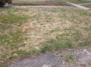 Leaf Removal by Mathew Benham for Tom H. in Syracuse, NY
