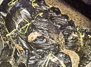 Brittany K.'s Cleanups service result