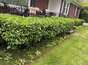 Bush Trimming by Naji Robinson for Frances O. in Greenville, SC