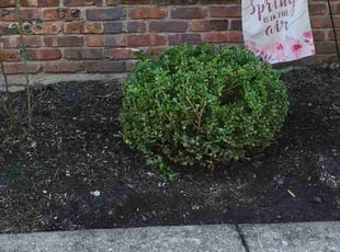 Bush Trimming by Scott Sramek for Lauren V. in Allentown, PA