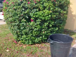 Bush Trimming by Kenneth Hall for Jennifer C. in Orlando, FL