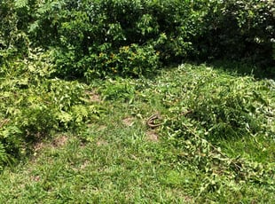 Andrew C.'s Bush Trimming service result