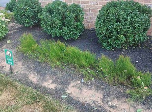 Vivian M.'s Flower Bed Weeding service result