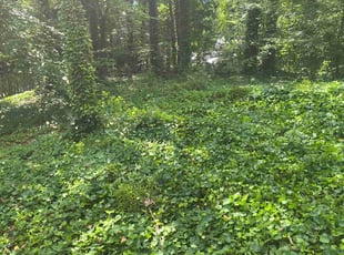 Chris B.'s Bush Trimming service result