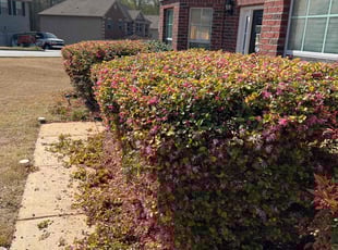 Bush Trimming by Damon Smith for Rick M. in Jonesboro, GA