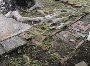 Leaf Removal by Leo Hollies for Anna S. in Baton Rouge, LA
