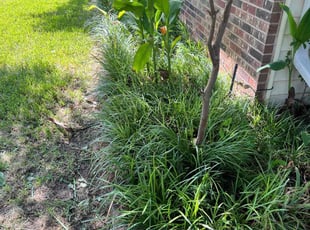 Bush Trimming by Thomas Fincher for Tricia H. in Granbury, TX