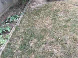 Cleanups by Oscar Cardosa for Mario Z. in Grand Rapids, MI