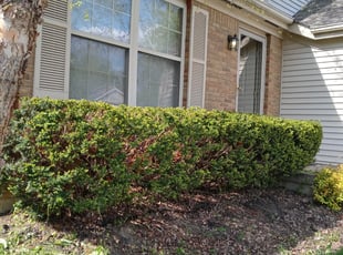 Bush Trimming by Tina Penney for Marshall O. in Reynoldsburg, OH