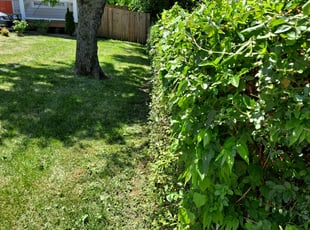 Bush Trimming by Brian Miller for Alicia K. in Nashville, TN