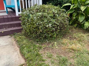 Bush Trimming by Gonzalo A Rodriguez for Amy B. in Durham, NC