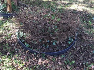 Bush Trimming by Mark Brague for Deshawn S. in Portsmouth, VA