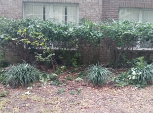 Bush Trimming by Marvel Carmichael for Croix N. in Apopka, FL