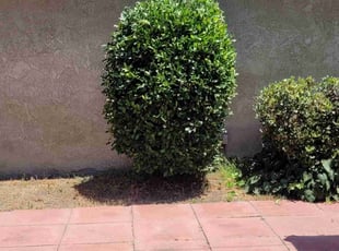 Bush Trimming by Douglas Rockford for Jeff H. in Burbank, CA