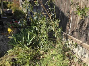 Weeding by Jose Hernandez for Ericka C. in Banning, CA