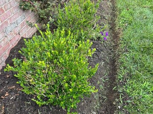 Weeding by Jason Scott for Stacy N. in Gaithersburg, MD
