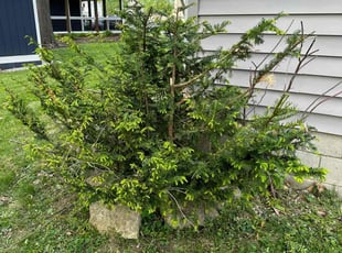 Bush Trimming by Leonardo Feliciano for Ryan R. in Powell, OH