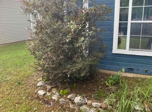 Shela J.'s Bush Trimming service result