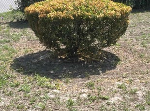 Bush Trimming by Gabriel Detro for Christine R. in DeLand, FL