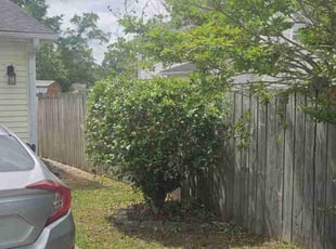 Bush Trimming by Joseph Durgin for Emily M. in Charleston, SC