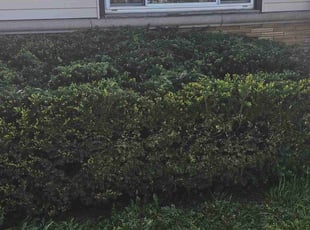 Bush Trimming by Robert Doedy for Kenya J. in Milwaukee, WI