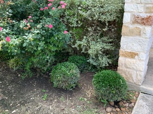 Bush Trimming by Noe Perez for Matthew D. in San Antonio, TX