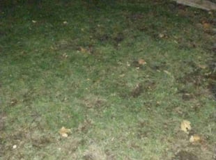 Leaf Removal by Rolf Johnson for Gail J. in Minneapolis, MN