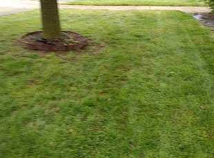 Leaf Removal by Greg Moore for Laura T. in Columbus, OH