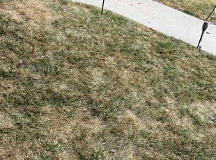 Leaf Removal by Marice Lewis for shannon s. in Omaha, NE