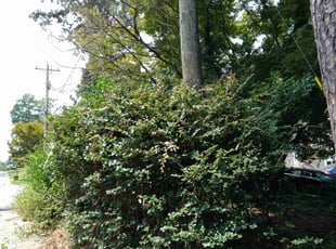 Bush Trimming by Nanda Cherry for Andrew H. in Duluth, GA