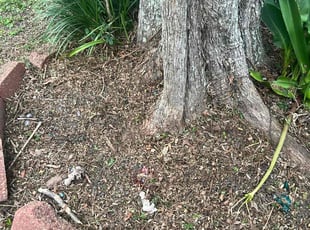 Weeding by Kenneth Rome for Sheila P. in Pensacola, FL