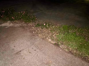 Bush Trimming by Timothy Lewis for Cedric W. in Tyler, TX